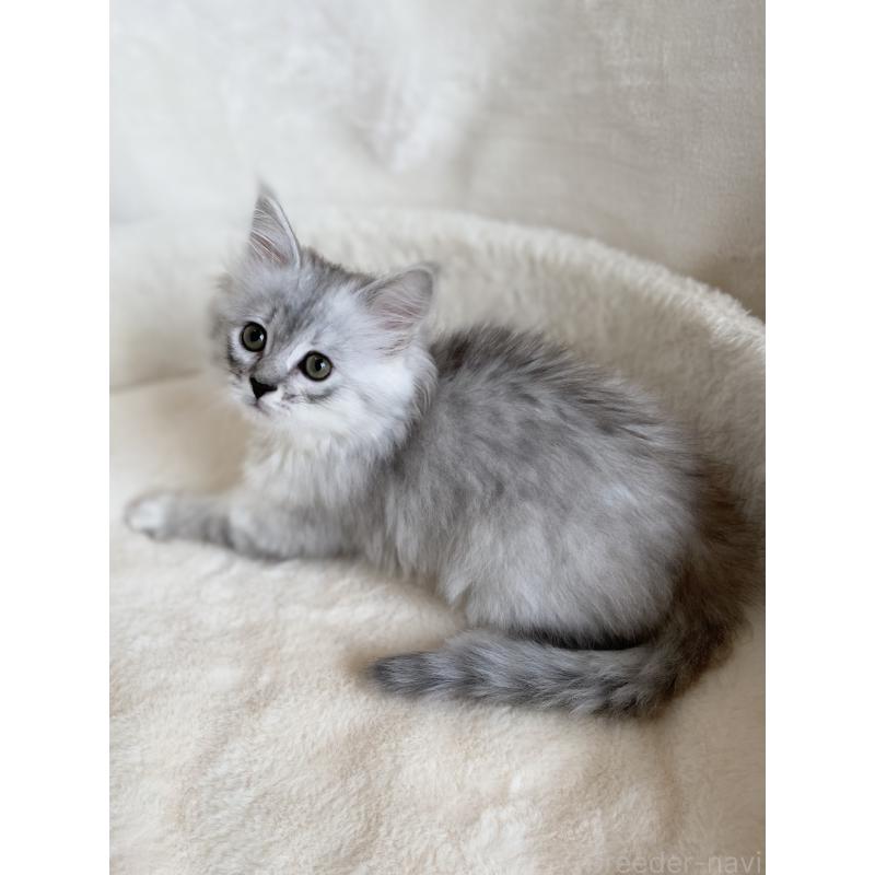 販売中の滋賀県のサイベリアン-130592の6枚目