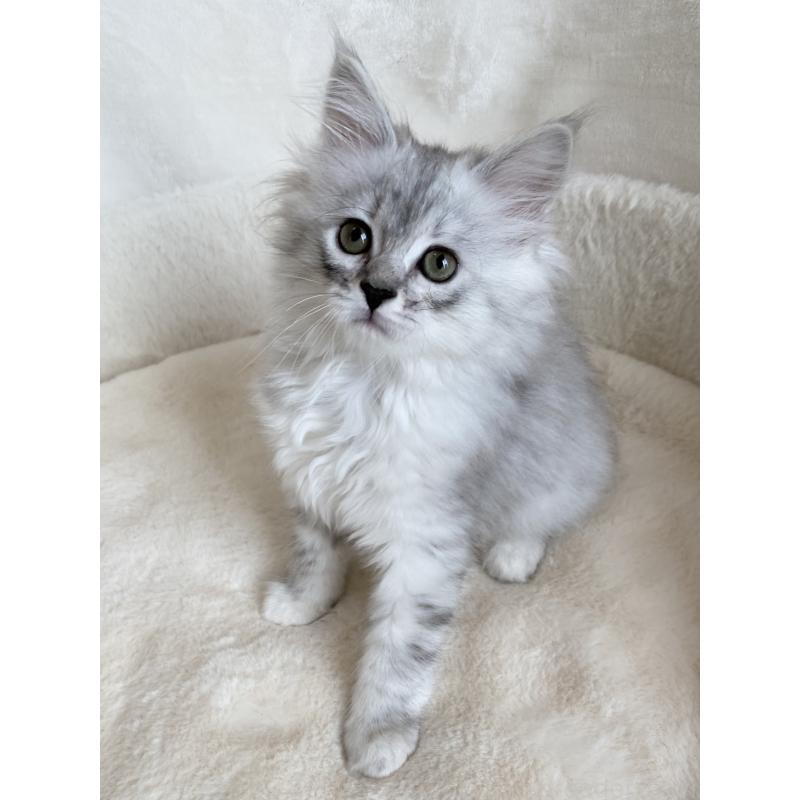 販売中の滋賀県のサイベリアン-130592の5枚目