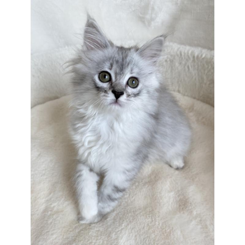 販売中の滋賀県のサイベリアン-130592の4枚目