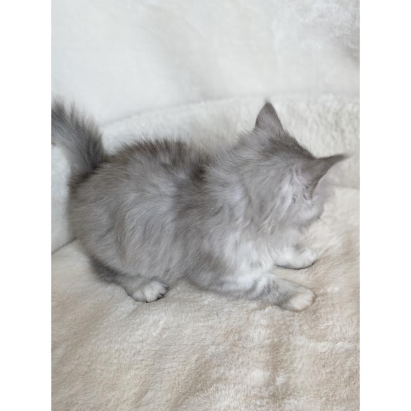 販売中の滋賀県のサイベリアン-130592の3枚目