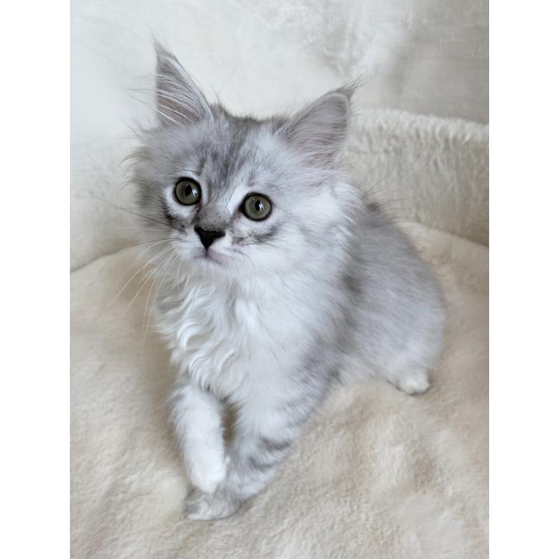 販売中の滋賀県のサイベリアン-130592の2枚目