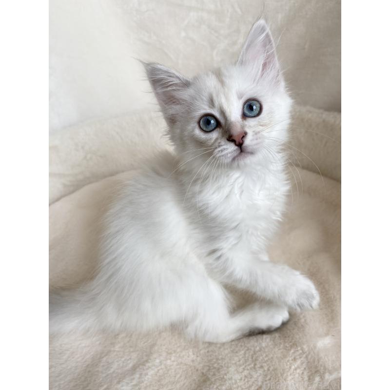 販売中の滋賀県のサイベリアン-130599の4枚目