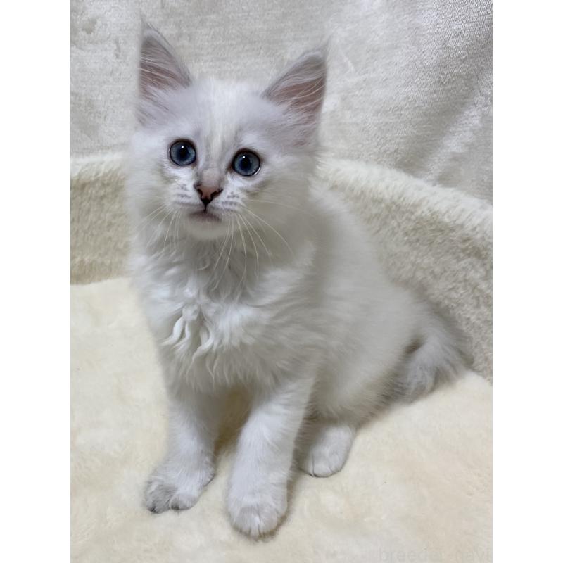 販売中の滋賀県のサイベリアン-130599の3枚目