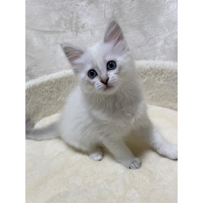 販売中の滋賀県のサイベリアン-130599の2枚目