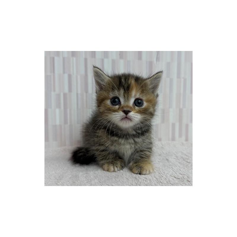 販売中の千葉県のマンチカン(短足)-132912の3枚目