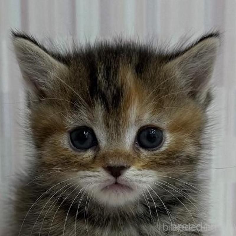 販売中の千葉県のマンチカン(短足)-132912