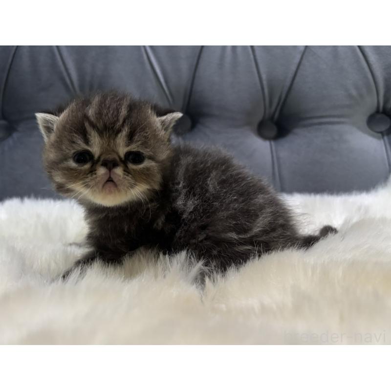 販売中の鹿児島県のエキゾチックショートヘア-132911の6枚目