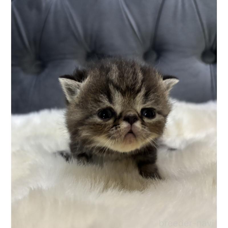 販売中の鹿児島県のエキゾチックショートヘア-132911の5枚目