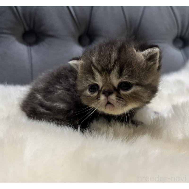 販売中の鹿児島県のエキゾチックショートヘア-132911の3枚目