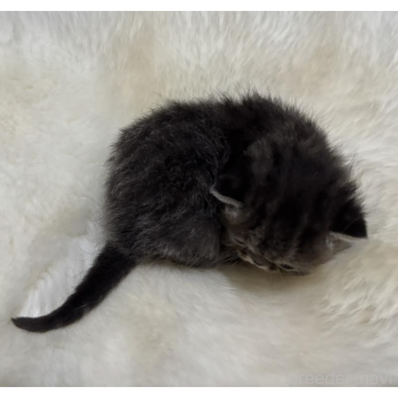 販売中の鹿児島県のエキゾチックショートヘア-132911の2枚目