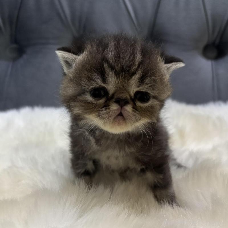 販売中の鹿児島県のエキゾチックショートヘア-132911