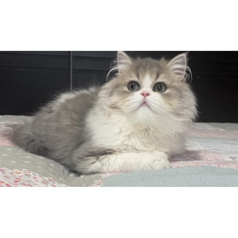 成約済の愛知県のミヌエット-127854の18枚目