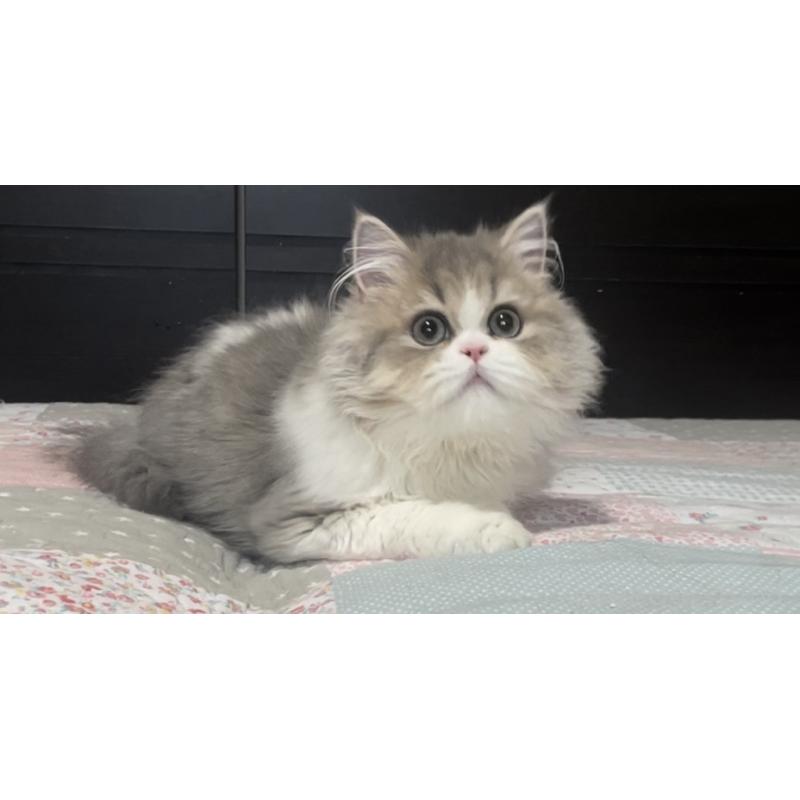 成約済の愛知県のミヌエット-127854の17枚目