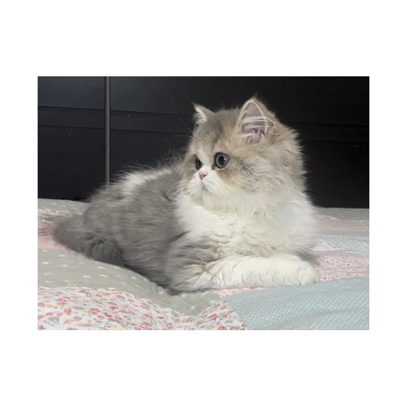 成約済の愛知県のミヌエット-127854の15枚目