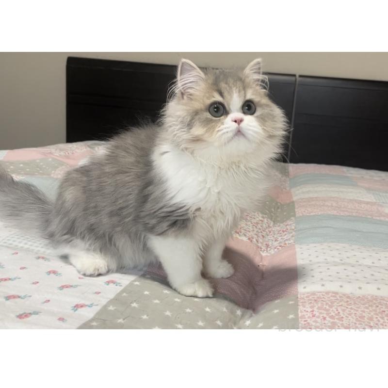 成約済の愛知県のミヌエット-127854の12枚目