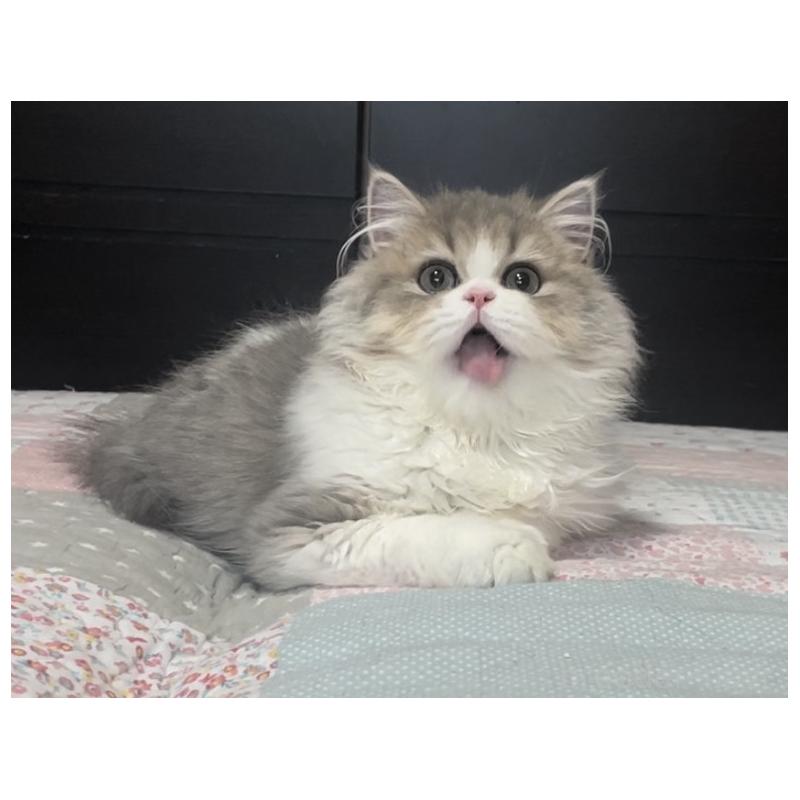 成約済の愛知県のミヌエット-127854の11枚目