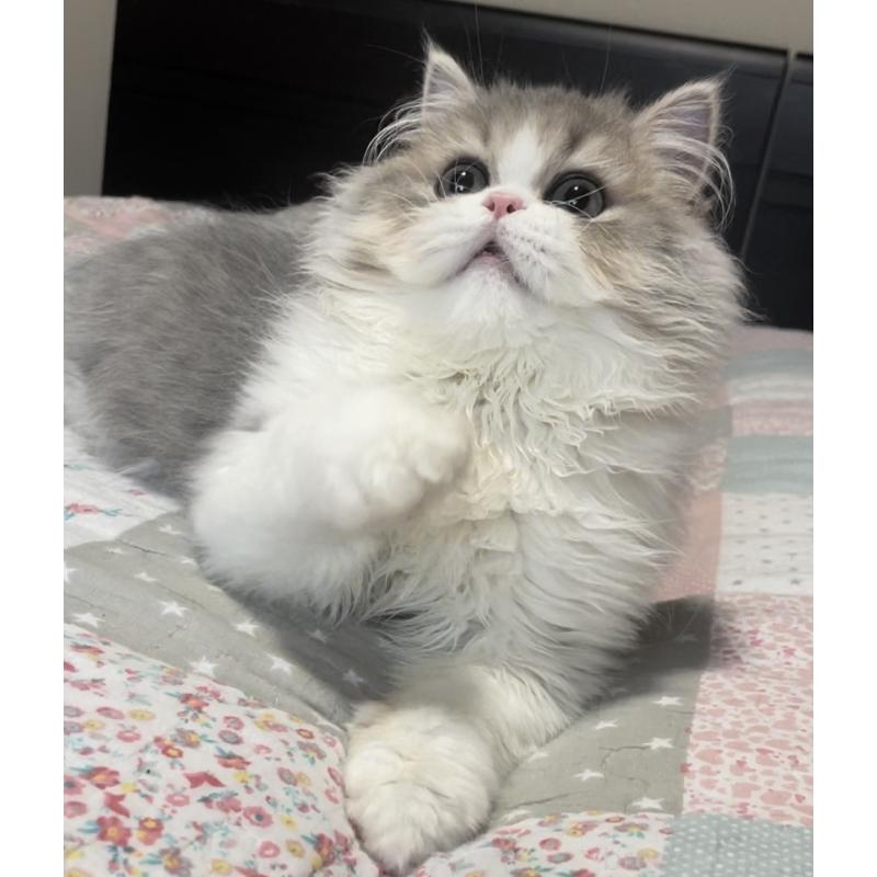 成約済の愛知県のミヌエット-127854の7枚目