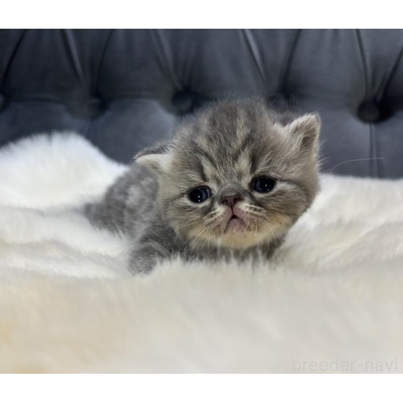 販売中の鹿児島県のエキゾチックショートヘア-132914の6枚目