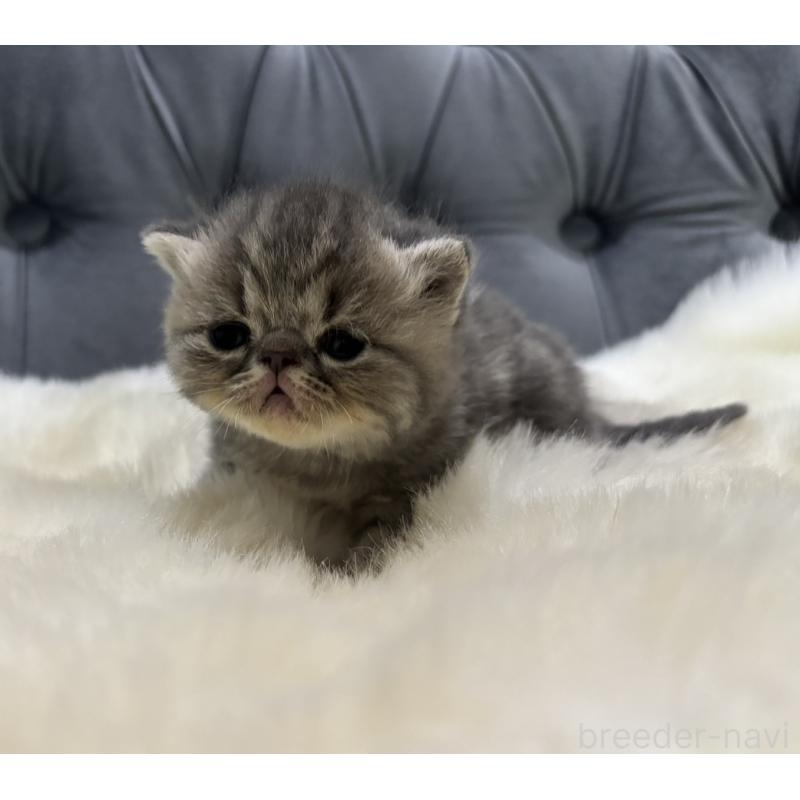 販売中の鹿児島県のエキゾチックショートヘア-132914の5枚目