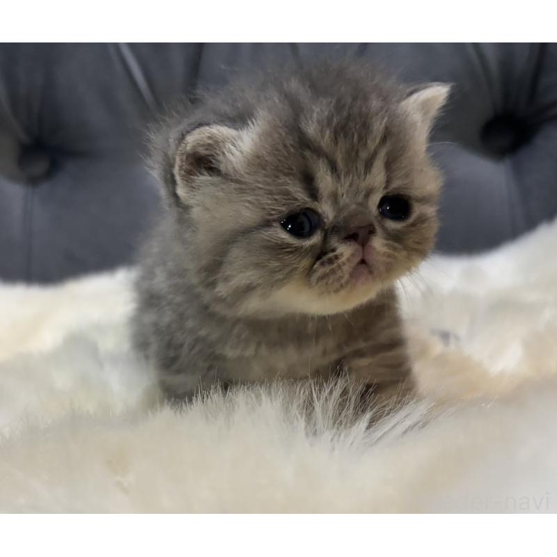 販売中の鹿児島県のエキゾチックショートヘア-132914の4枚目