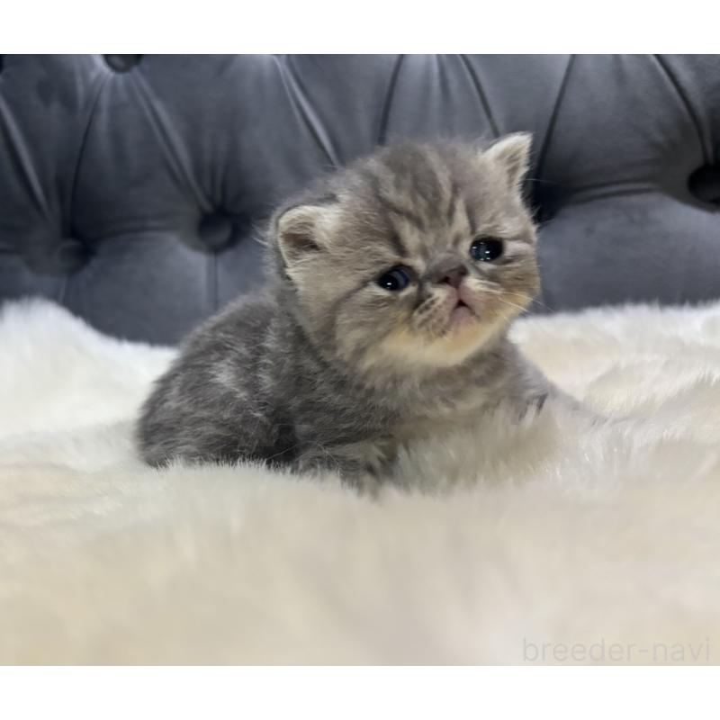 販売中の鹿児島県のエキゾチックショートヘア-132914の3枚目