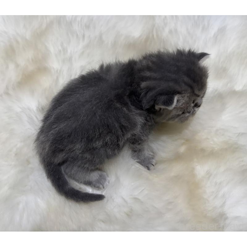 販売中の鹿児島県のエキゾチックショートヘア-132914の2枚目