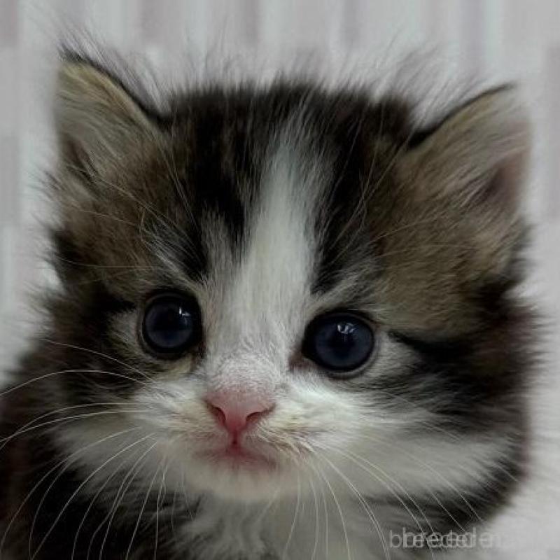 販売中の千葉県のマンチカン(短足)-132913