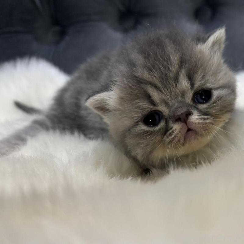 販売中の鹿児島県のエキゾチックショートヘア-132914