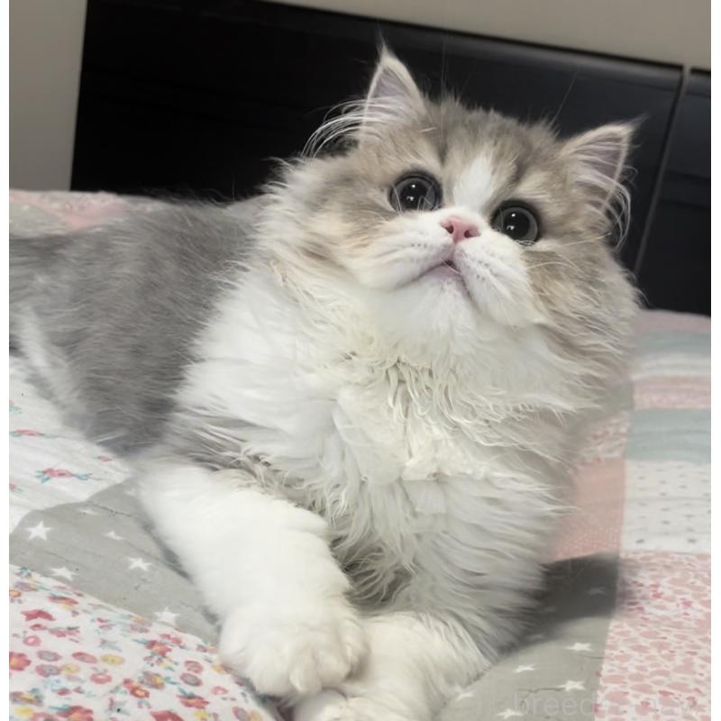 成約済の愛知県のミヌエット-127854の4枚目