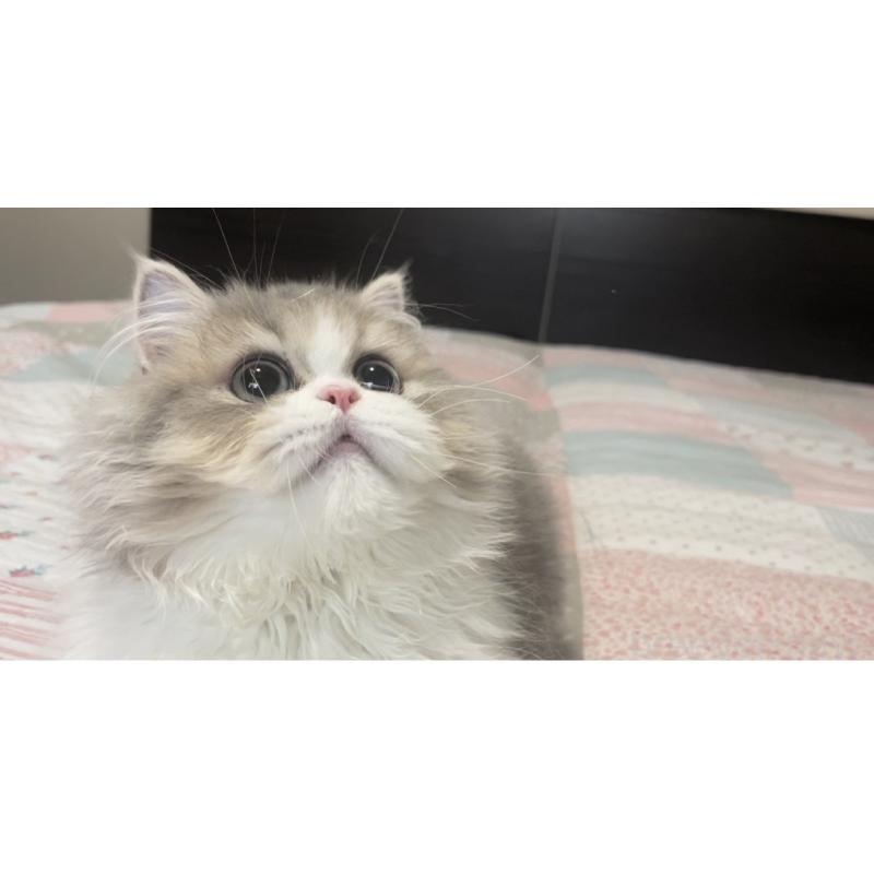 成約済の愛知県のミヌエット-127854の2枚目