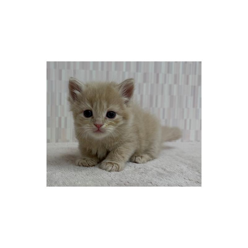 販売中の千葉県のマンチカン-132915の3枚目