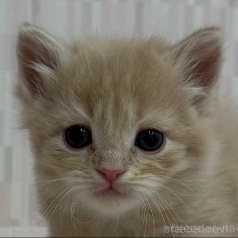 販売中の千葉県のマンチカン-132915