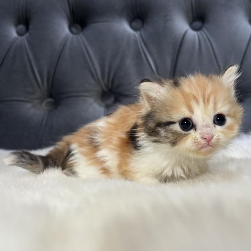 販売中の鹿児島県のミヌエット-132917の6枚目