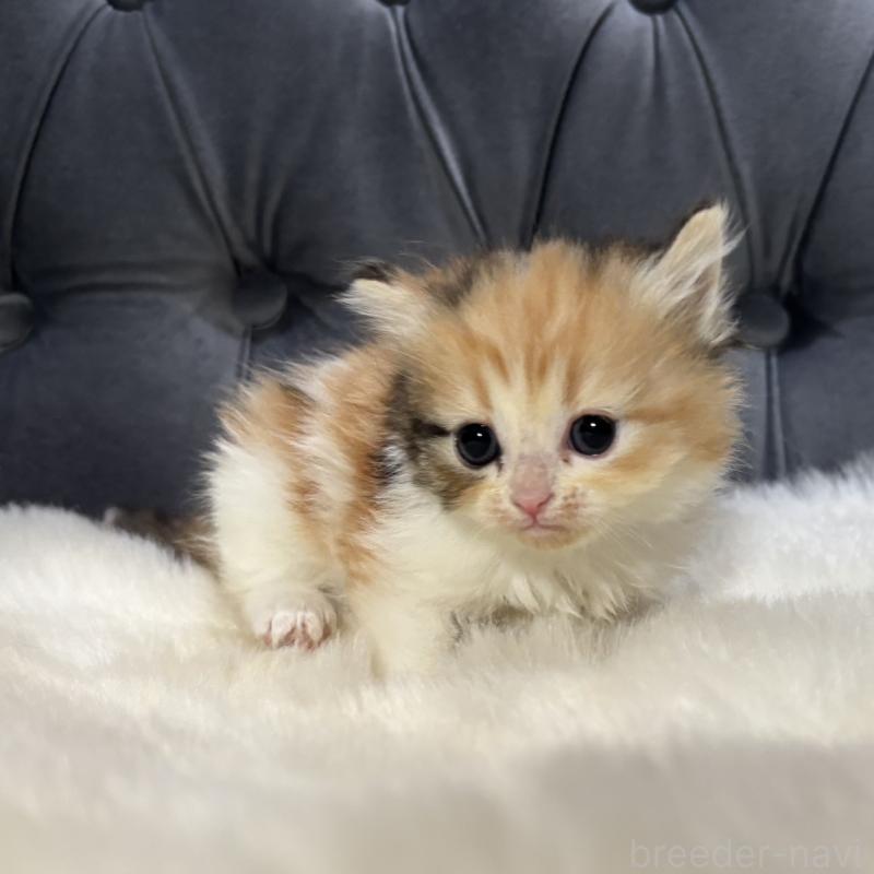 販売中の鹿児島県のミヌエット-132917の5枚目