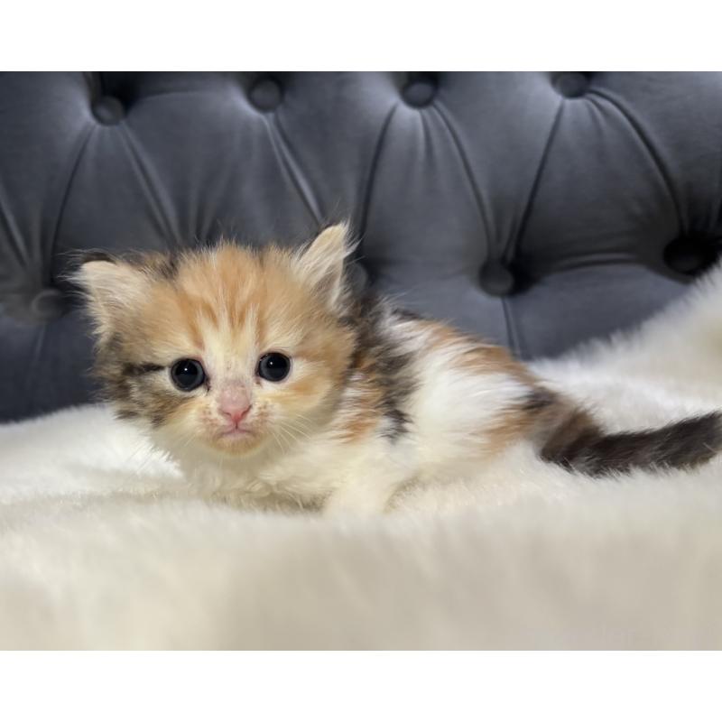 販売中の鹿児島県のミヌエット-132917の4枚目