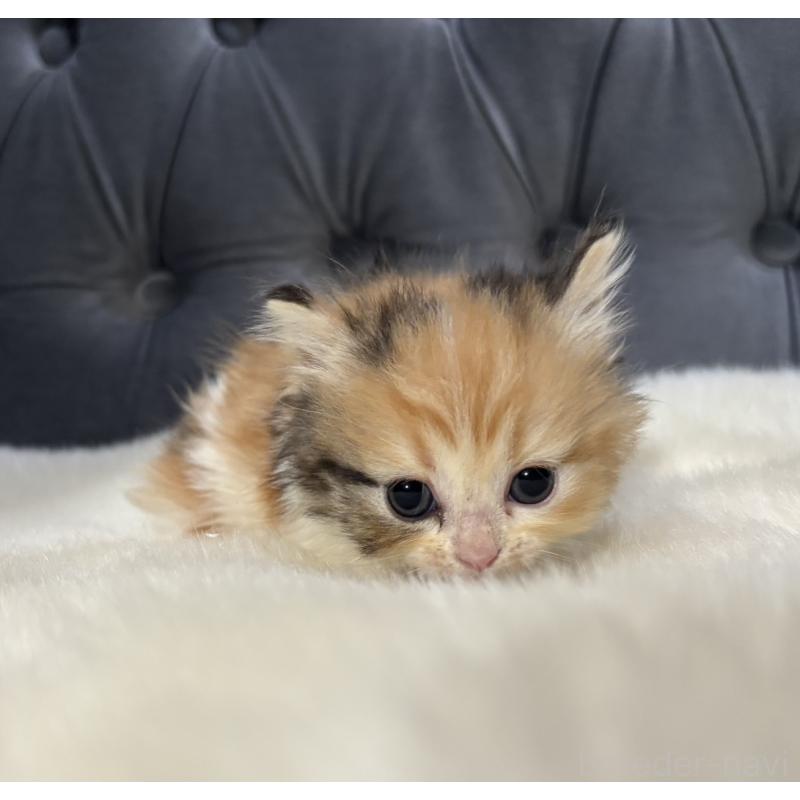 販売中の鹿児島県のミヌエット-132917の3枚目