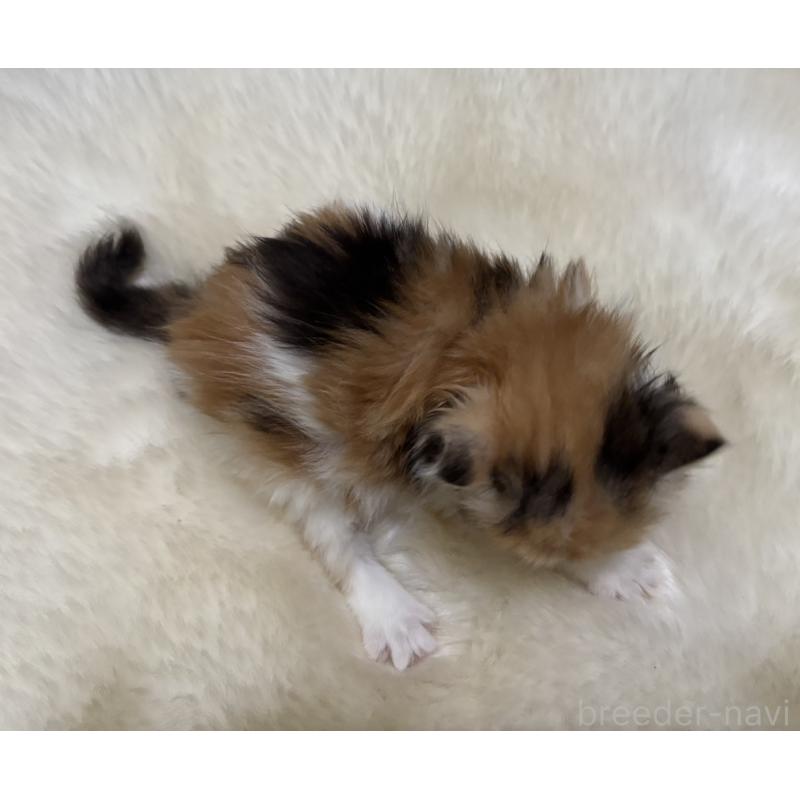 販売中の鹿児島県のミヌエット-132917の2枚目