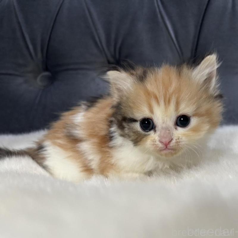 販売中の鹿児島県のミヌエット-132917