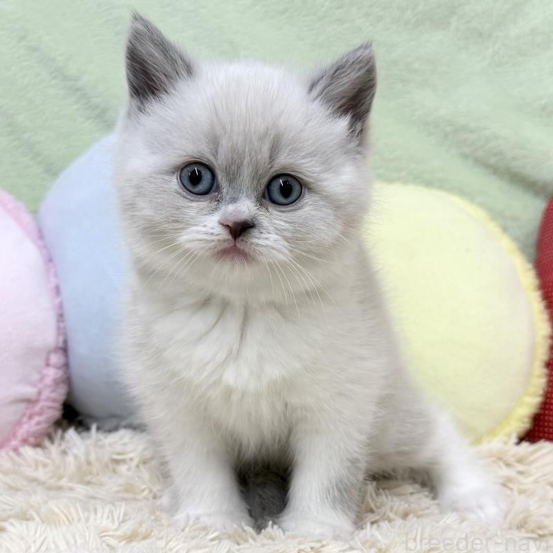 販売中の大阪府のブリティッシュショートヘア-131898