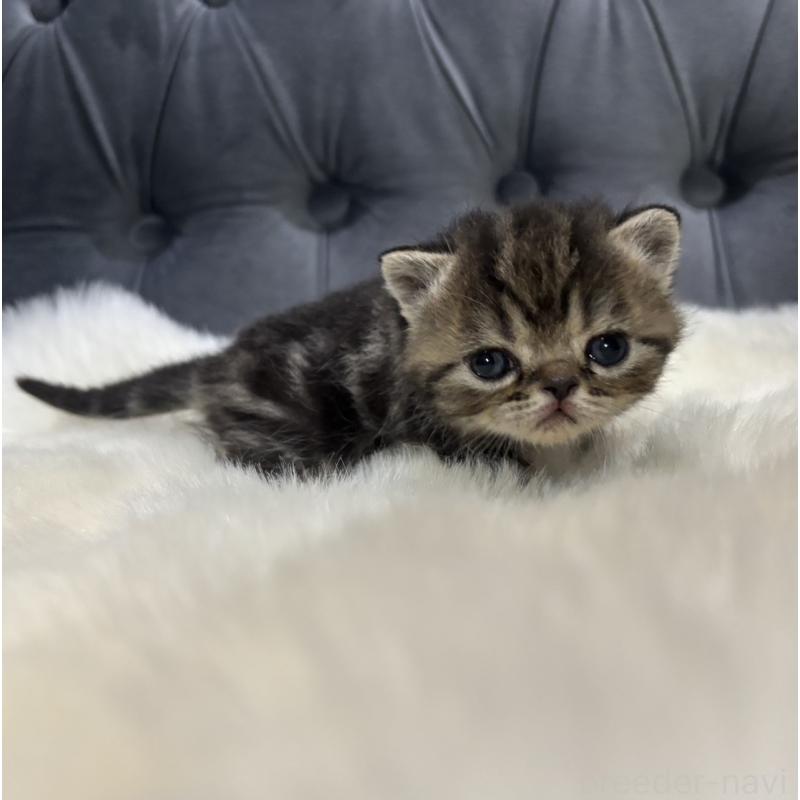 販売中の鹿児島県のエキゾチックショートヘア-132918の6枚目