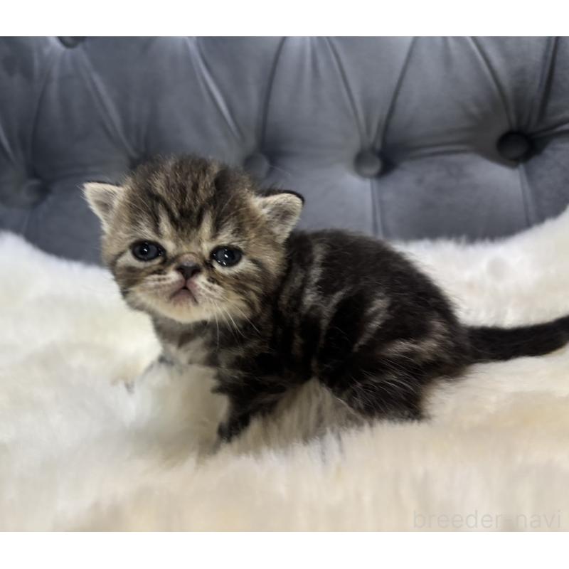 販売中の鹿児島県のエキゾチックショートヘア-132918の5枚目