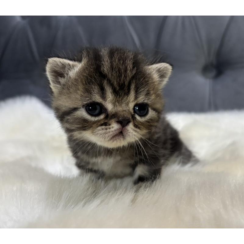 販売中の鹿児島県のエキゾチックショートヘア-132918の4枚目