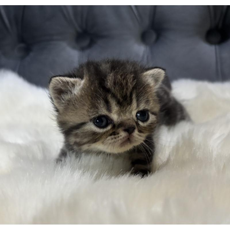 販売中の鹿児島県のエキゾチックショートヘア-132918の3枚目