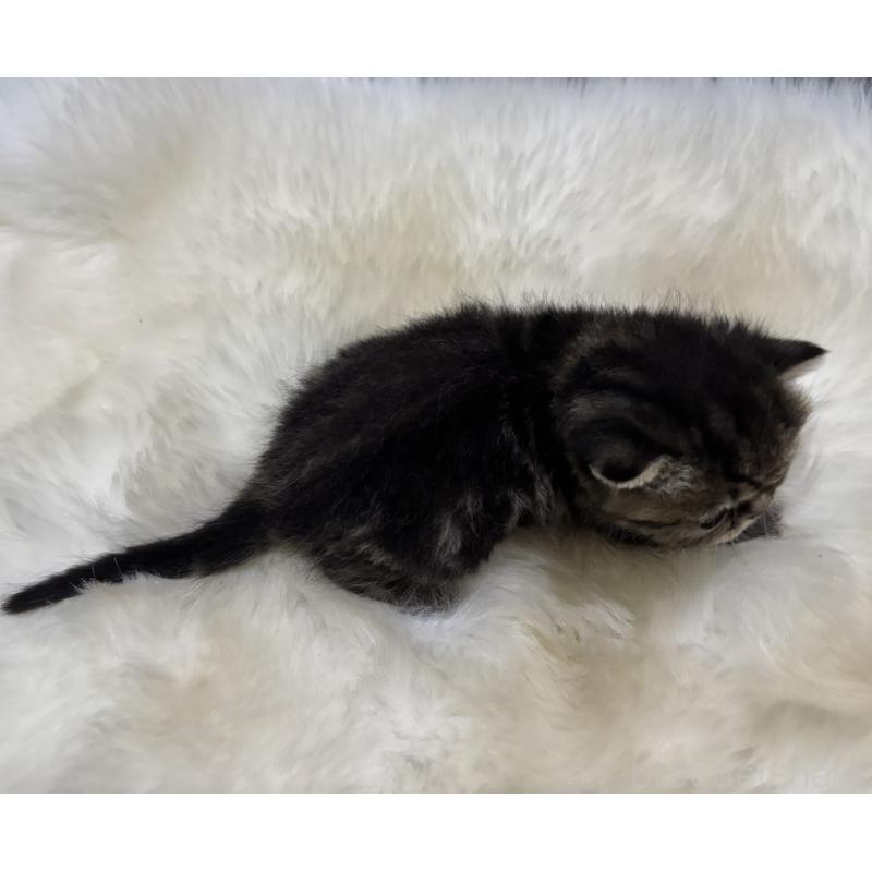 販売中の鹿児島県のエキゾチックショートヘア-132918の2枚目