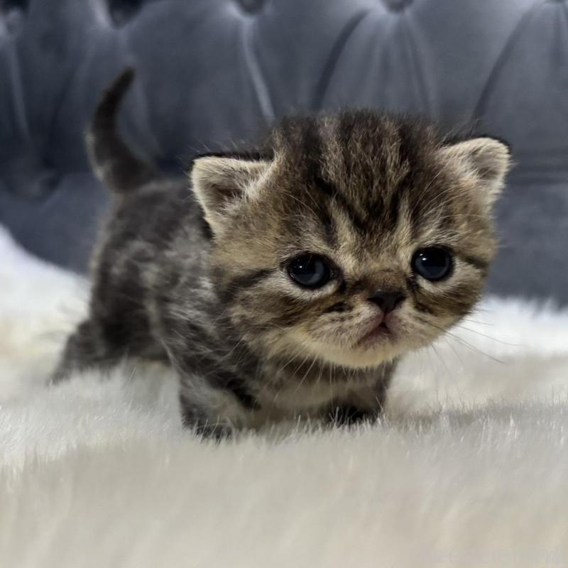 販売中の鹿児島県のエキゾチックショートヘア-132918