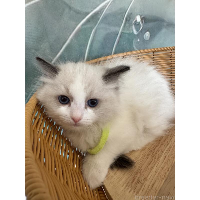 販売中の大阪府のラグドール-132919の13枚目