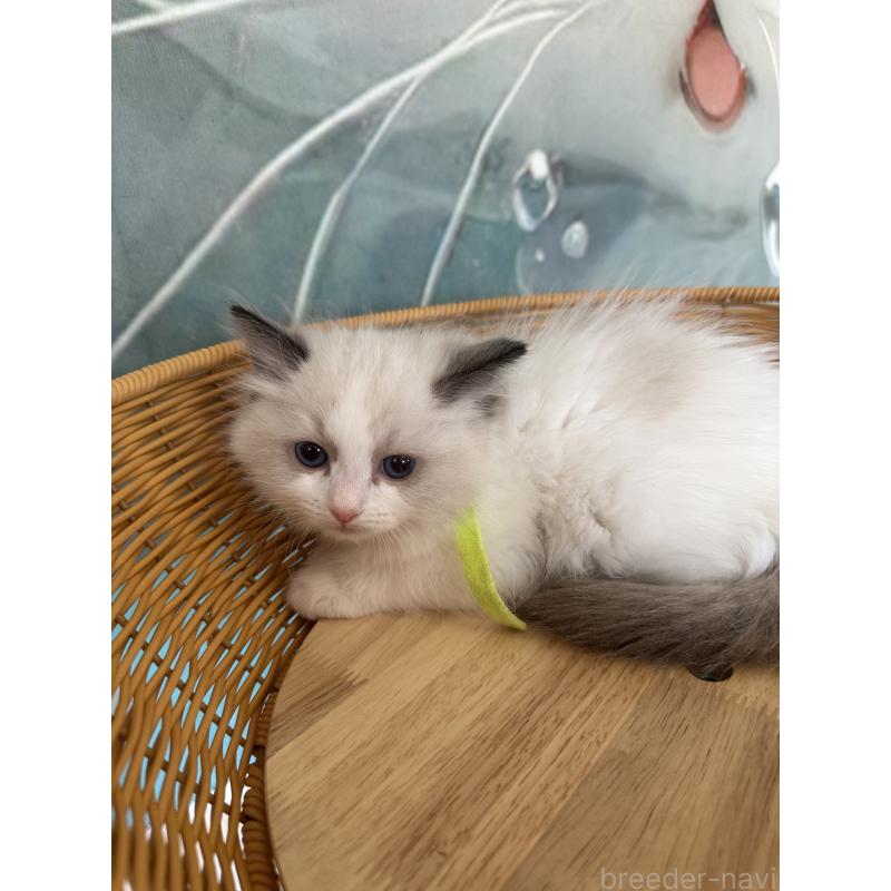 販売中の大阪府のラグドール-132919の12枚目