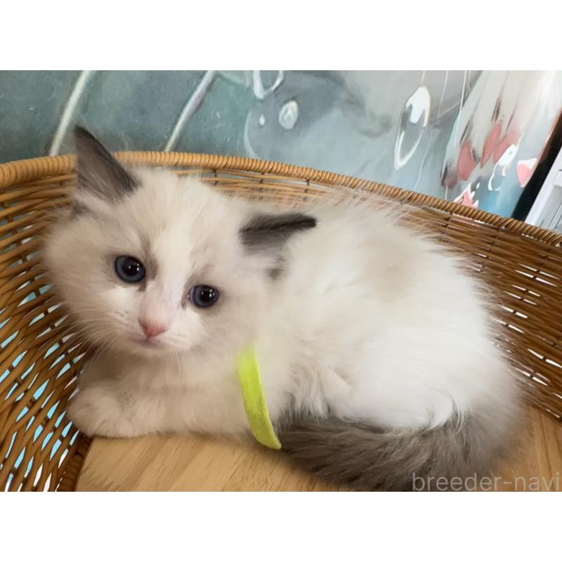 販売中の大阪府のラグドール-132919の11枚目