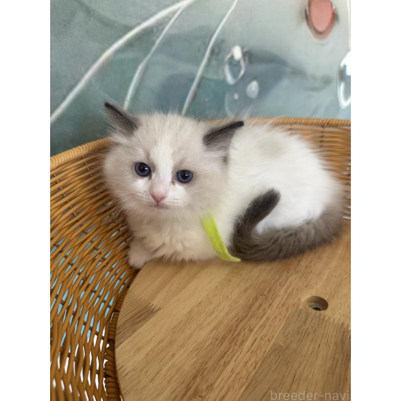 販売中の大阪府のラグドール-132919の10枚目