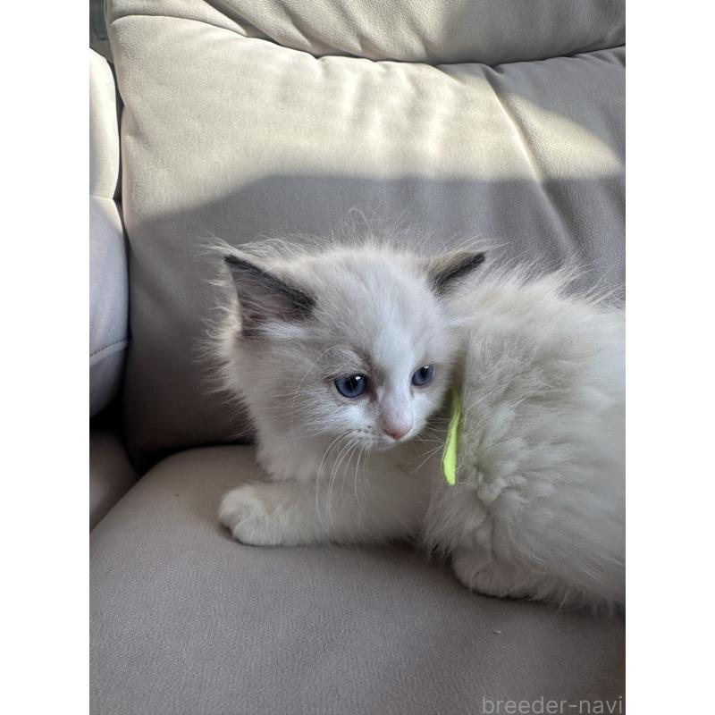 販売中の大阪府のラグドール-132919の9枚目